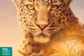 《塞伦盖蒂》纪录片 第二季 Serengeti Season 2 (2021)