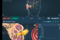 The mechanism of hearing educational VR 3D 人体耳朵v1.27