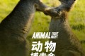 《动物搏击会》纪录片 第五季 Animal Fight Night Season 5 (2017) 1080