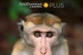 《猴群中的生活》纪录片 A Life Among Monkeys (2019)