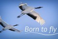 《生而飞翔》纪录片 Born to Fly (2015)