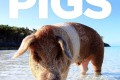 《聪明的猪》纪录片 Amazing Pigs (2018)