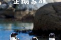 《企鹅家族》纪录片 Penguins Meet the Family (2020)