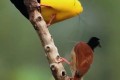 《极乐鸟：终极追求》纪录片 第一季 Birds of Paradise The Ultimate Quest Season 1 (2017)