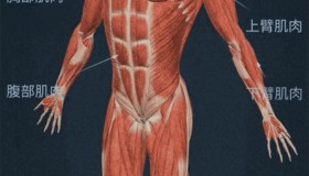 Human body (male) educational VR 3D v1.30 男性身体结构 支持VR