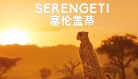 《塞伦盖蒂》纪录片 第一季 Serengeti Season 1 (2019)