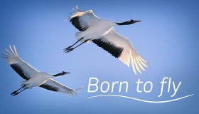 《生而飞翔》纪录片 Born to Fly (2015)