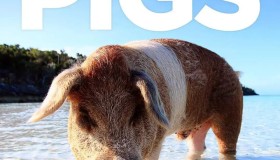 《聪明的猪》纪录片 Amazing Pigs (2018)