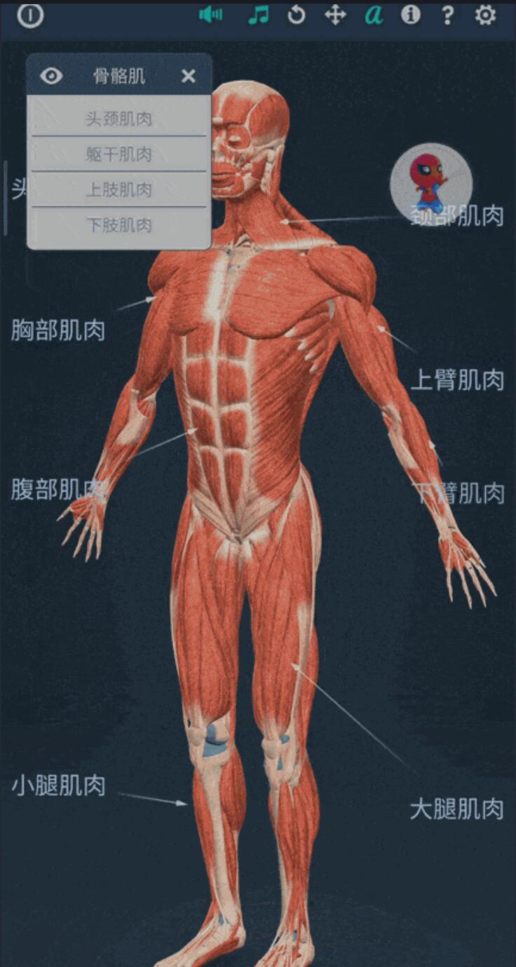 Human body (male) educational VR 3D v1.30 男性身体结构 支持 VR