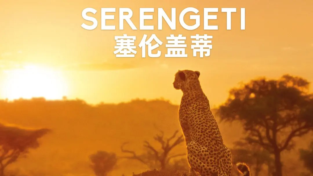 《塞伦盖蒂》纪录片 第一季 Serengeti Season 1 (2019)