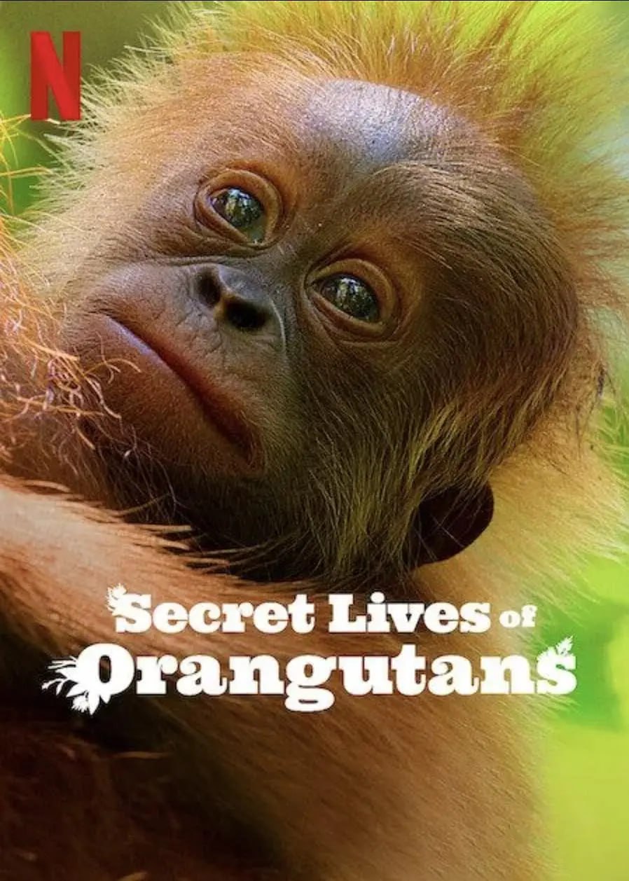 《红毛猩猩的秘密生活》纪录片 Secret Lives of Orangutans (2024) 1080