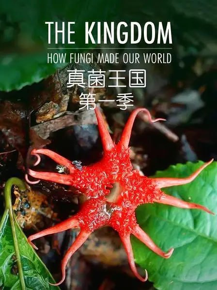 《真菌王国》纪录片 The Kingdom How Fungi Made Our World (2018)