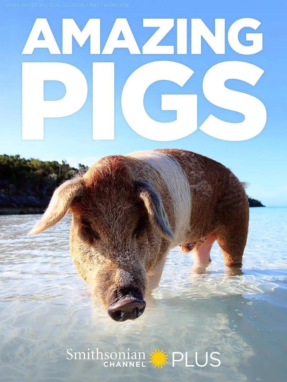 《聪明的猪》纪录片 Amazing Pigs (2018)