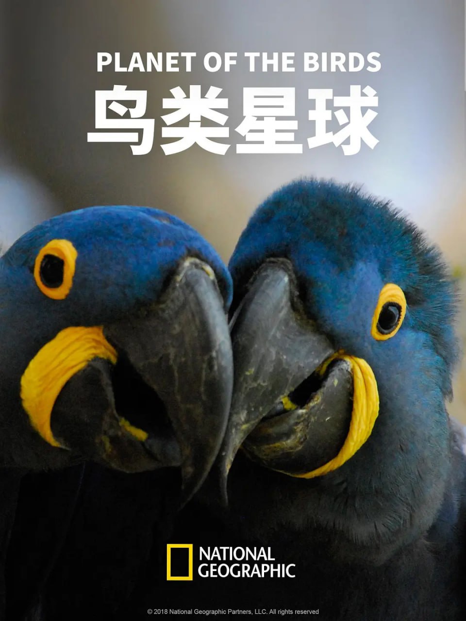 《鸟类星球》纪录片 Planet of The Birds (2018)