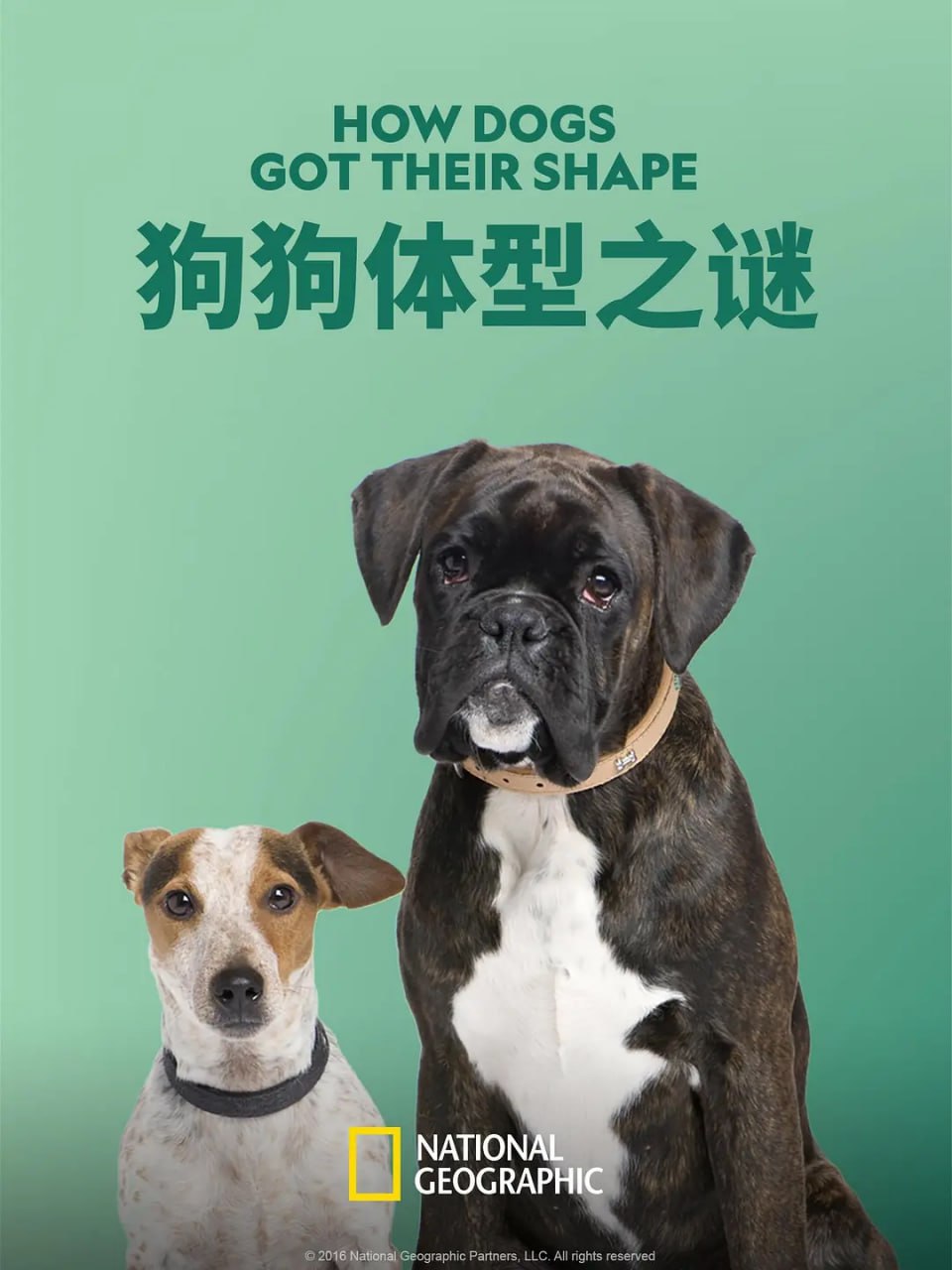 《狗狗体型之谜》纪录片 How Dogs Got Their Shapes (2016)