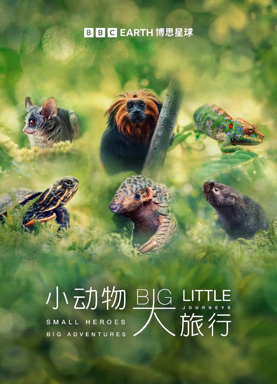 《小动物 大旅行》纪录片 第一季 Big Little Journeys Season 1 (2023)