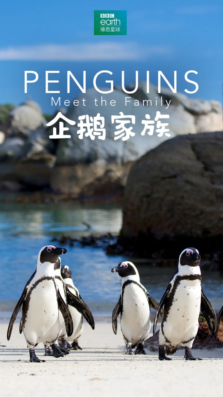 《企鹅家族》纪录片 Penguins Meet the Family (2020)